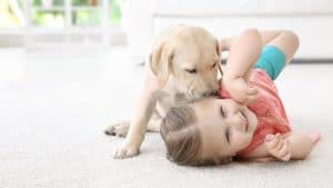 Labrador puppy licking girl on white carpet